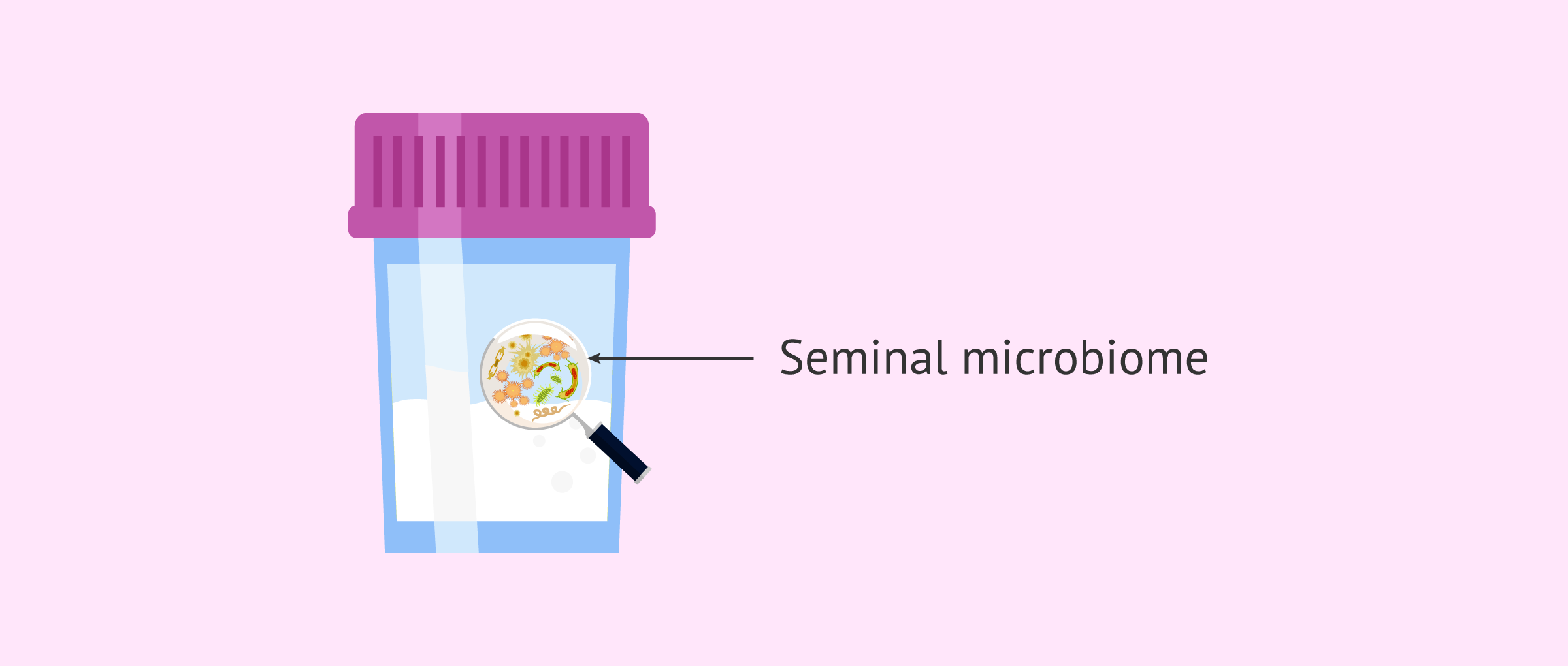 The Seminal Microbiome: How Bacteria Affect Fertility