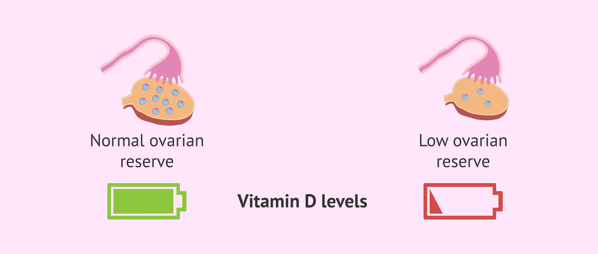 Vitamin D: the unexpected secret in your low ovarian reserve