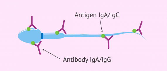 Antibodies in sperm