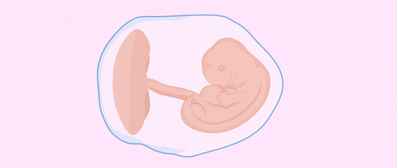 What is the difference between an embryo and a fetus?